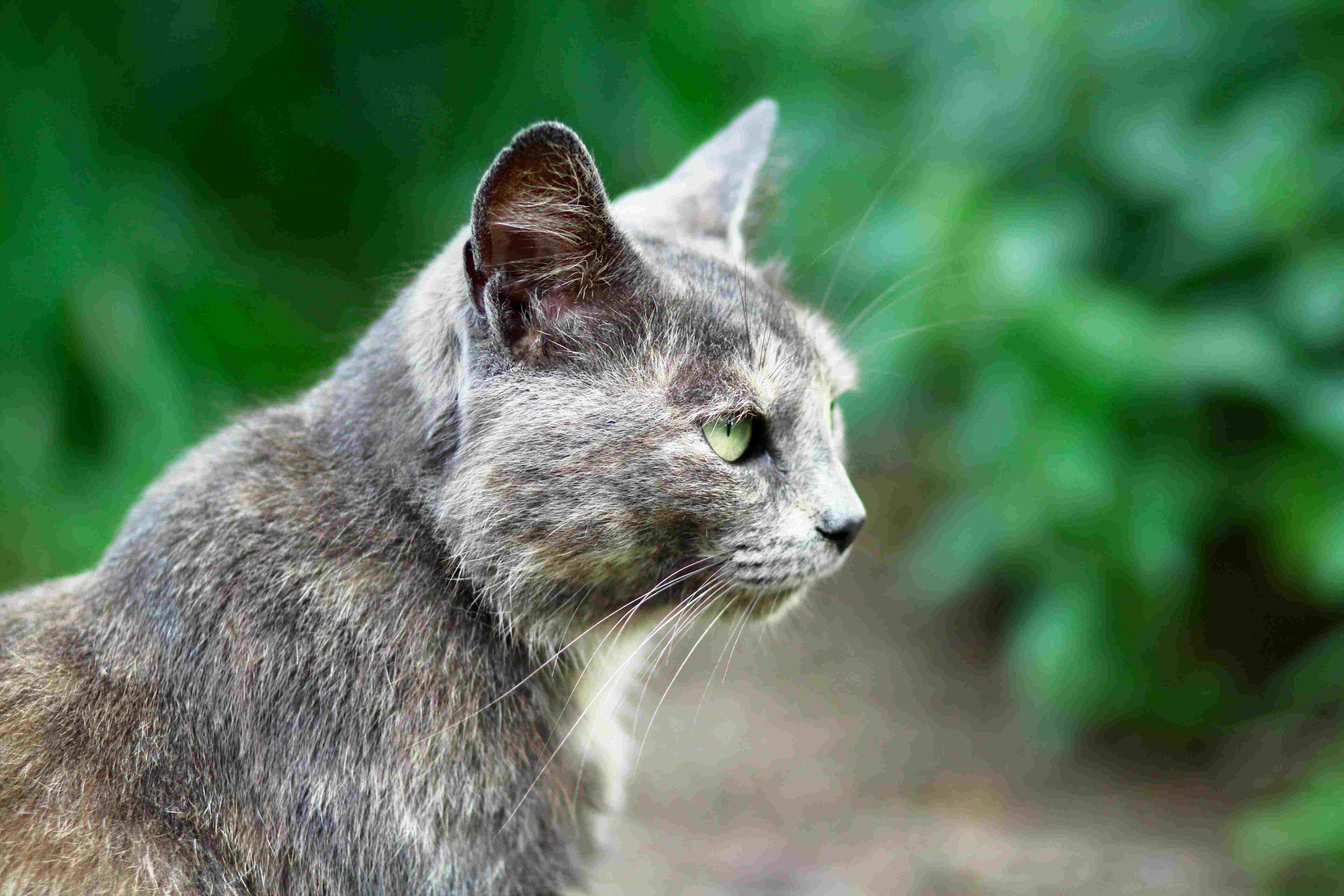 Grey cat among green leaves
