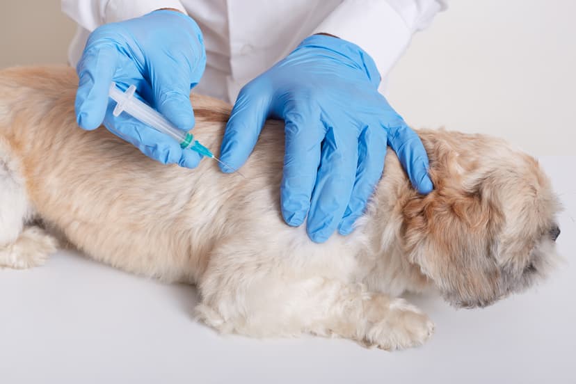 Pet Vaccination