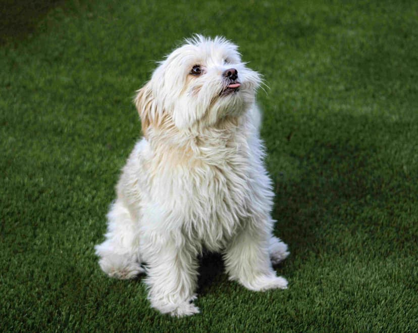 Happy dog in the yard