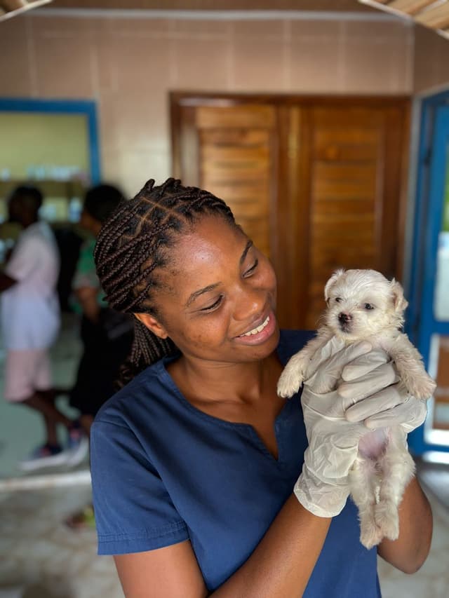 Pet receiving care at Drushba clinic